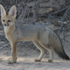 Illustration for article titled Wednesday Woof - Vulpes pallida Edition